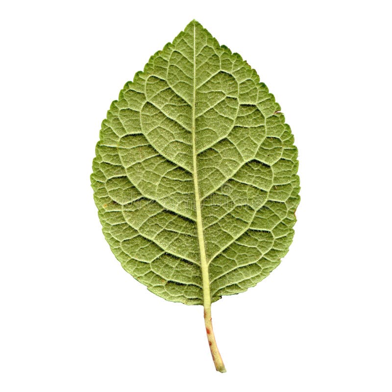 download free prune download free prune