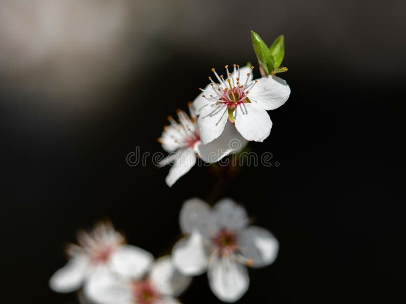 Prune Mirabelle. ramificație subțire stock photos