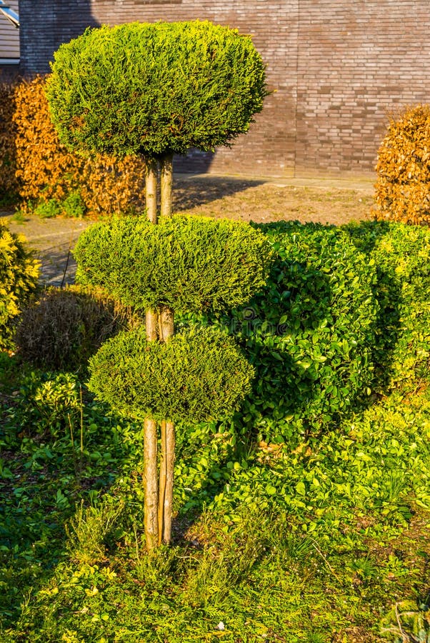 Pruned conifer tree in round circles, freshly clipped garden, backyard maintenance stock photography Pruned conifer tree in round circles, freshly clipped garden, backyard maintenance stock photography