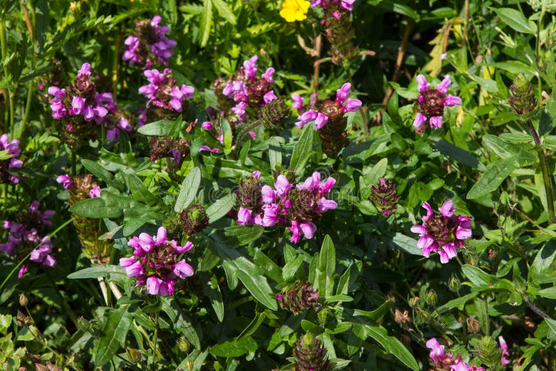 Prunella or self-heal or all-heal plants.