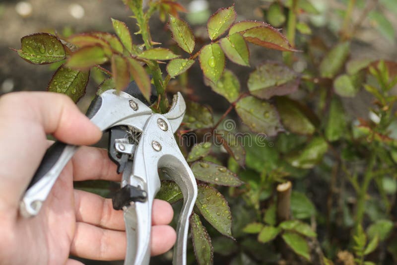 Pruner for Pruning Rose Bushes Plants Stock Image Image of prune