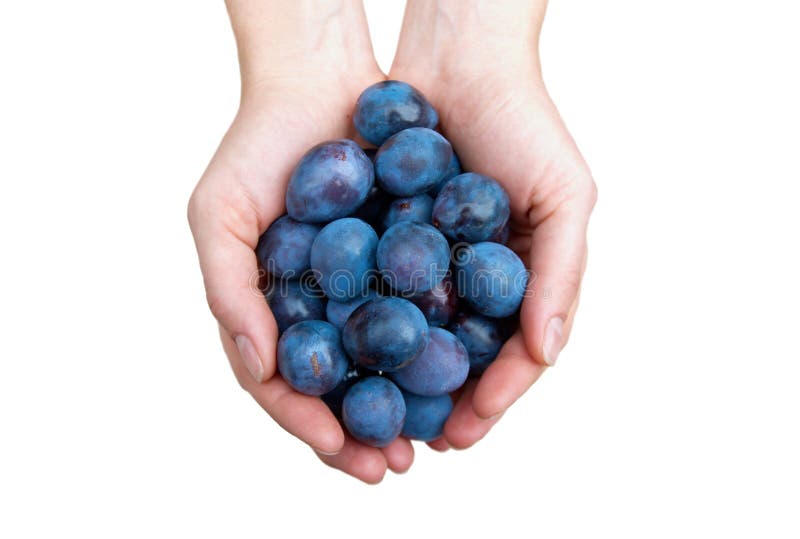 Prunes in hands stock photo. Image of organic, plum, isolated 7309156