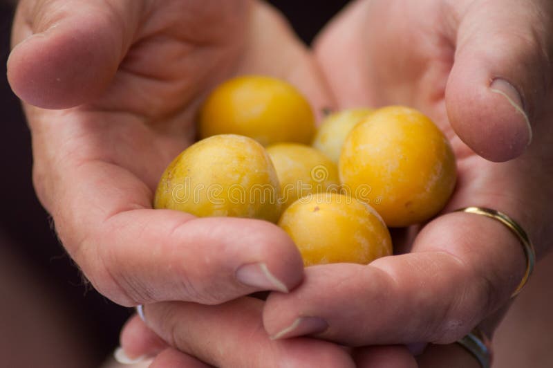 Prunes jaunes dans des mains de femme dans extérieur image stock Prunes jaunes dans des mains de femme dans extérieur image stock