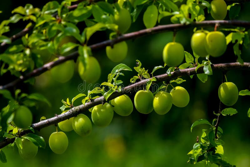 Prunes vertes sur la branche d'arbre verte image stock Prunes vertes sur la branche d'arbre verte image stock