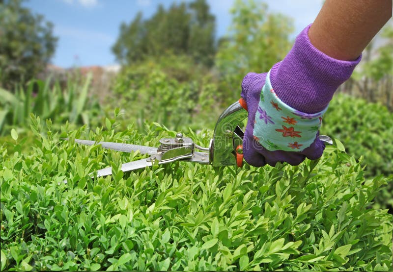 Pruning of a Buxus Hedge with a Shear Stock Image Image of garden, bush 269992343