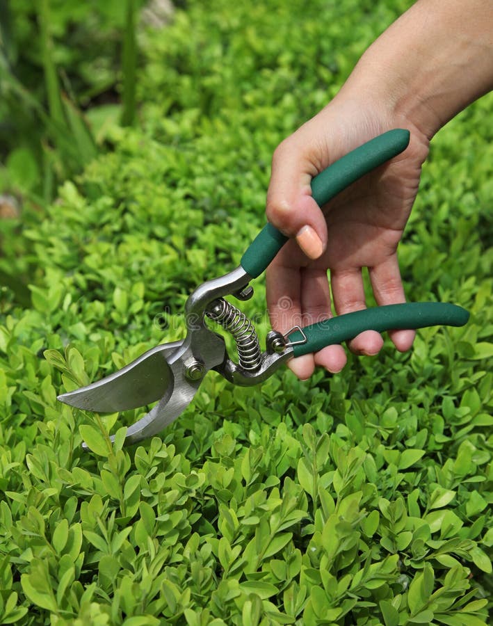 Pruning of a Buxus Hedge with a Shear Stock Photo Image of plant