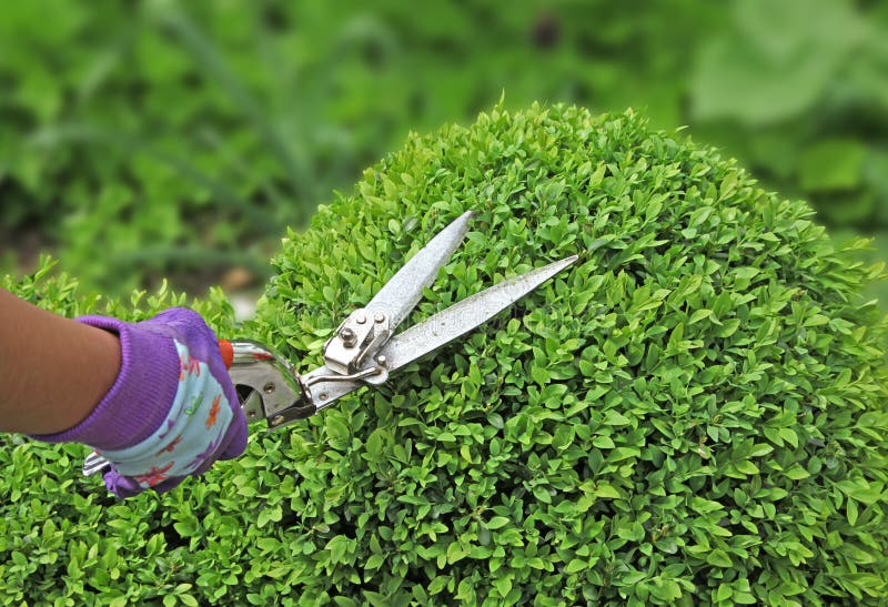 Pruning of a Buxus Hedge with a Shear Stock Photo Image of tooling