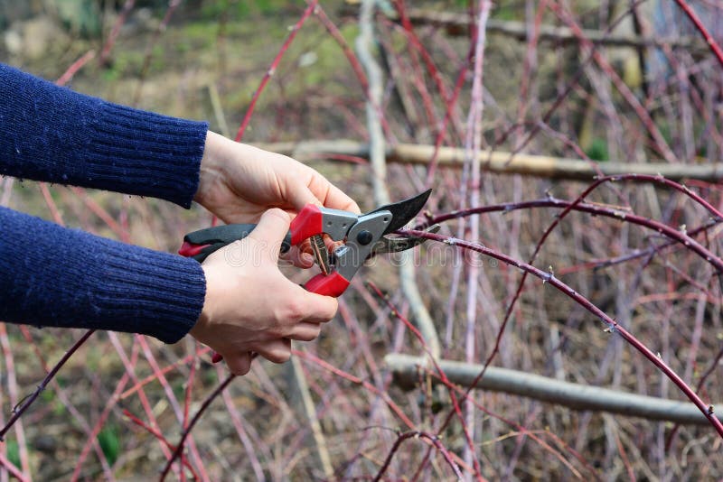 Pruning cumberland black raspberry, rubus occidentalis, blackberry plants by cutting dead and damaged canes with pruning shears in early spring. Black Raspberry `Cumberland` Rubus idaeus