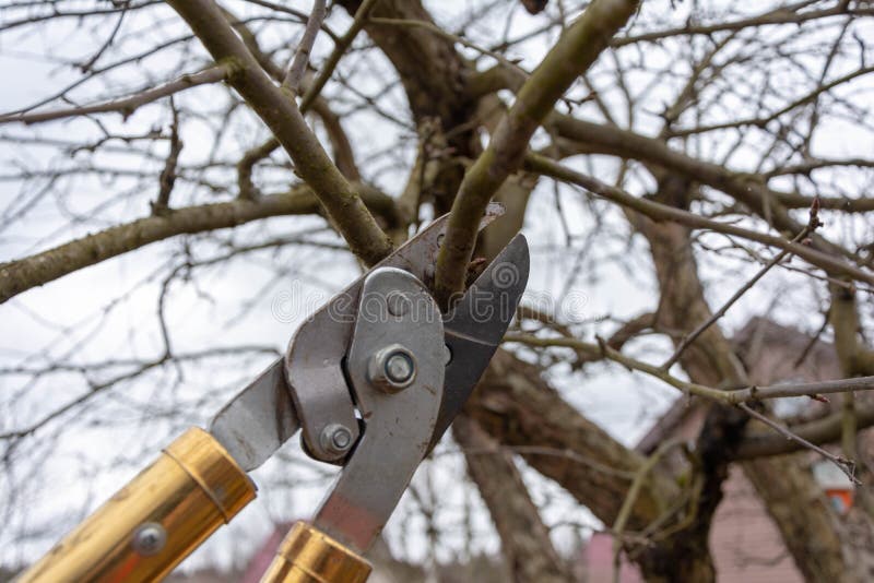 Pruning fruit trees with pruning shears. Scissors cut branches. Work in the garden in spring and autumn