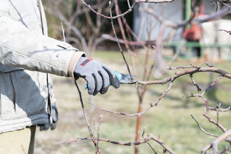 Pruning Fruit Trees by Pruning Shears Stock Image Image of gardening
