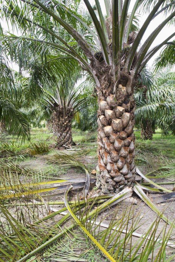 Pruning leaf of oil palm