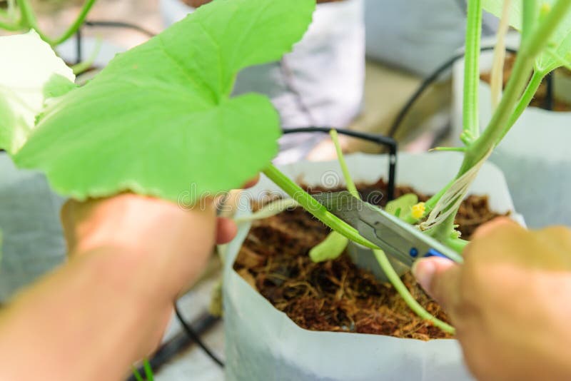 Watermelon Or Melon Planting, Farmer In Field Stock Photo Image of