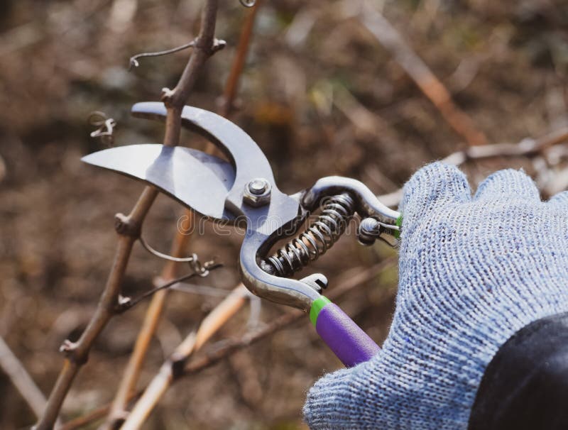 download pruning pear trees download pruning pear trees