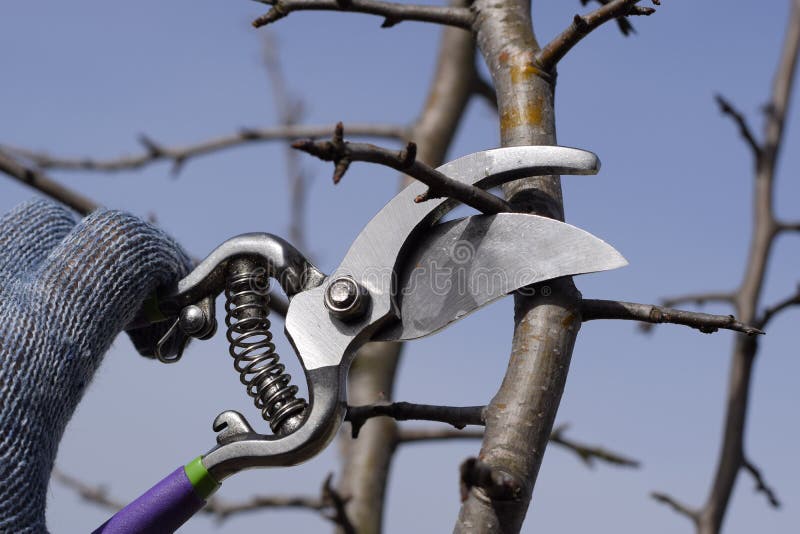free download pruning pear trees free download pruning pear trees