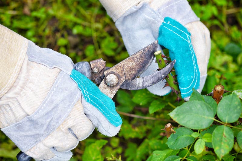 Pruning Roses in the Garden, Gardener`s Hands with Secateurs Stock