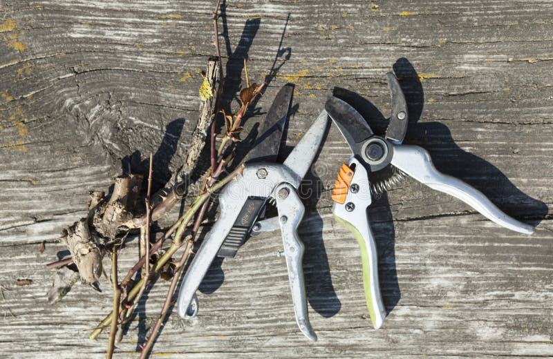 Pruning Shears and Cut Branches Stock Photo Image of abstract