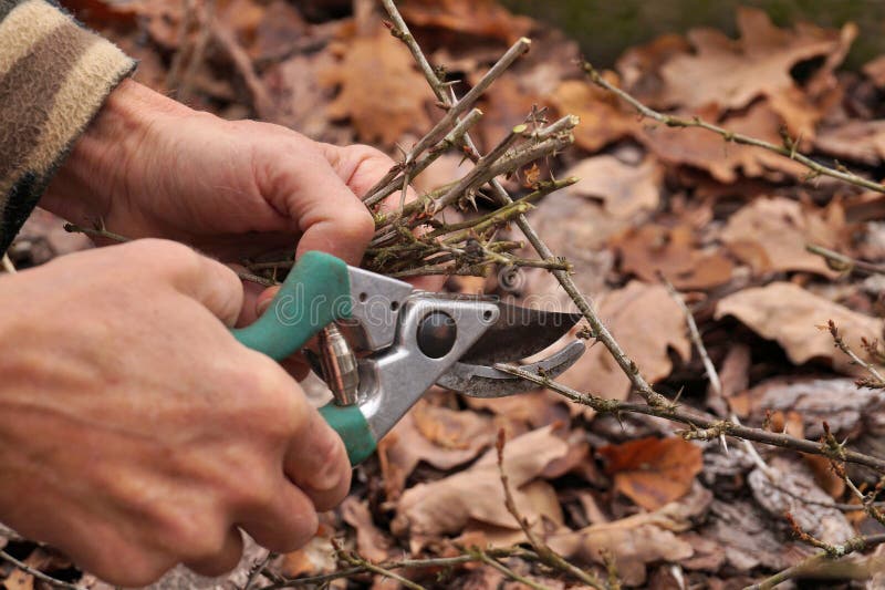 Early spring and late autumn are the time to prun the bushes in the garden. Pruning shears in the gardener`s hand