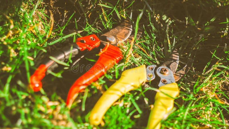 Pruning shears on green grass. work in the garden in spring. Pruning bushes tools. Cutting Branches at autumn. Close up scissors.