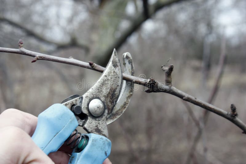 pruning with pruning shears in spring. Gardener pruns the fruit trees by pruner shears. Farmer hand with garden secateurs on