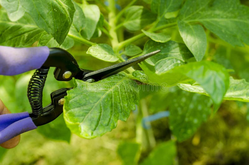Pruning Tomato Plants, Removing Stems. Studio Photo Stock Photo Image of cutting, pinch 240045428