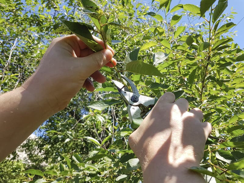 Pruning Trees, Caring Seasonal Shear Handle Pruning Tool for the Garden