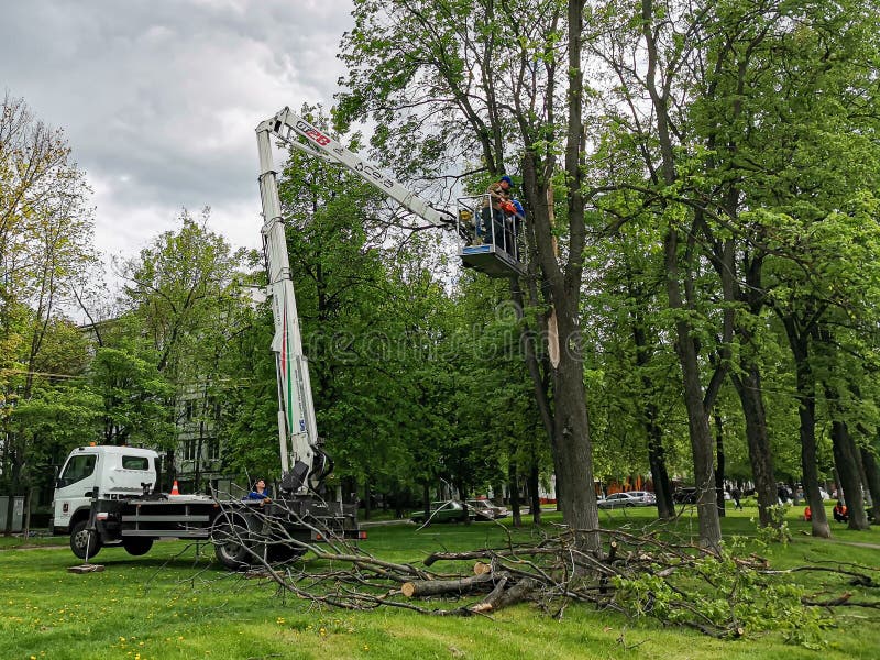 Pruning trees, cut branches in a residential area of the city using a truck crane. City improvement. Arborist`s services.