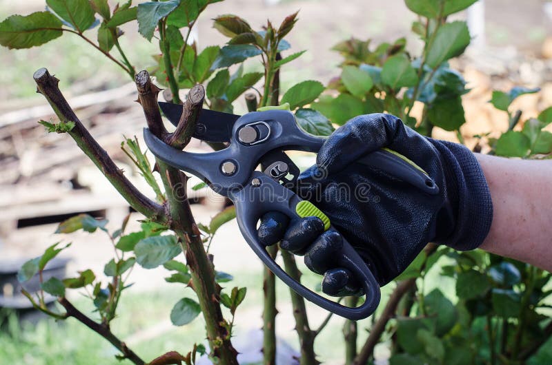 Gardener pruning trees with pruning shears on nature background. hands pruning garden rose branch with secateurs. Gardener pruning trees with pruning shears on nature background. hands pruning garden rose branch with secateurs