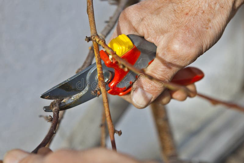 Pruning of trees with secateurs stock photos Pruning of trees with secateurs stock photos
