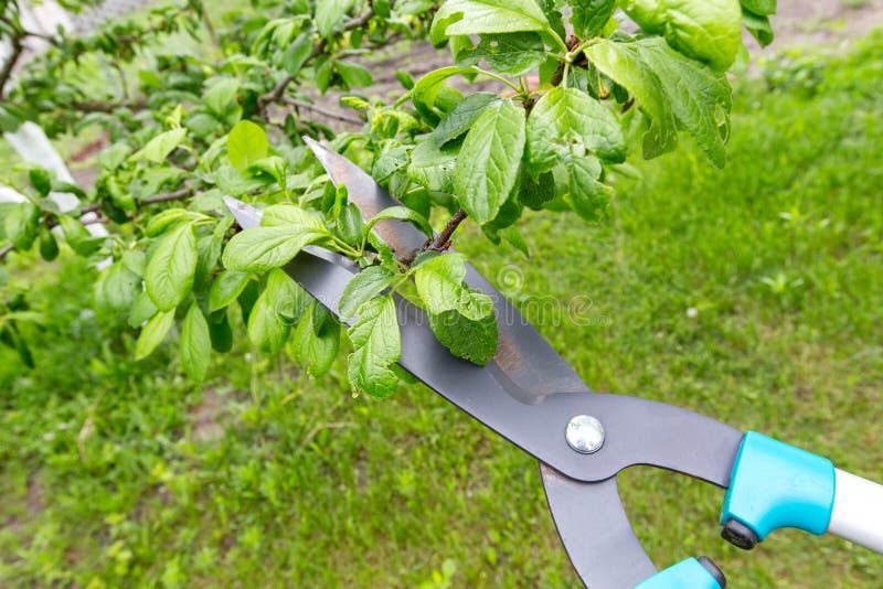 Pruning of trees royalty free stock photography Pruning of trees royalty free stock photography