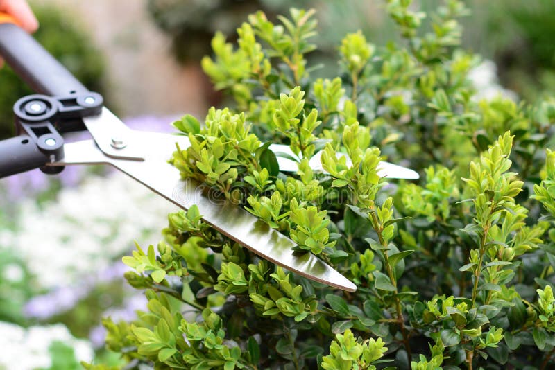 Shrubs Trimming Using Large Pro Garden Scissors Stock Image Image of