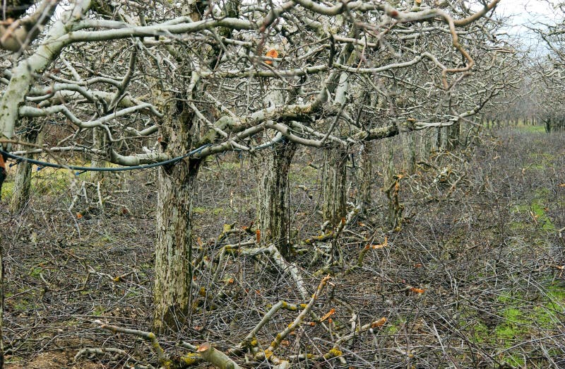 Prunned apple tree orchard