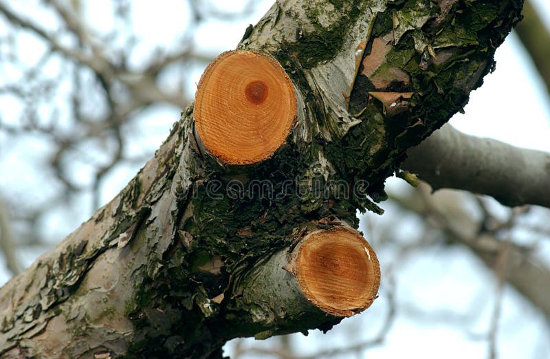 Prunned apple tree