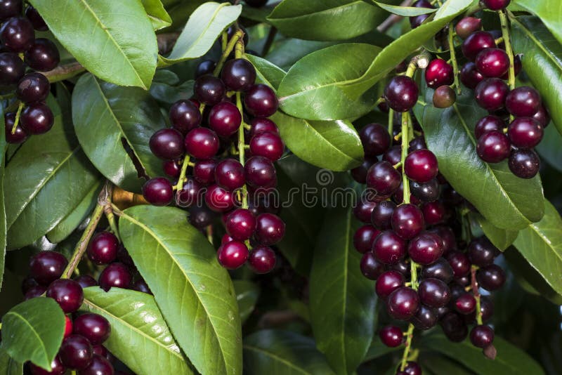 prunus laurocerasus/lauro ceraso immagini stock libere da diritti prunus laurocerasus/lauro ceraso immagini stock libere da diritti