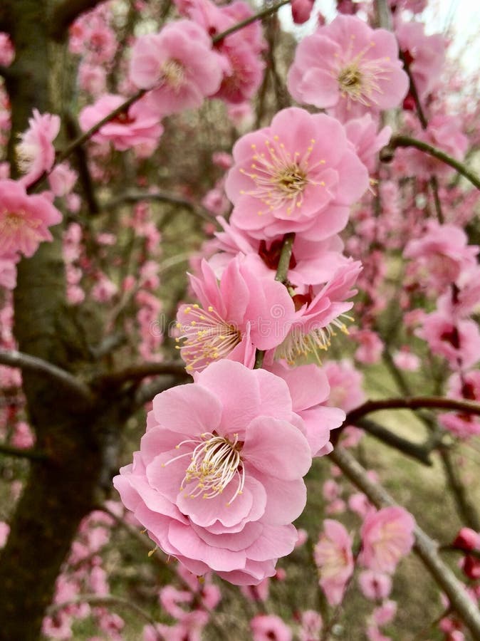 Prune Ume in Japanese Flower Park royalty free stock photography Prune Ume in Japanese Flower Park royalty free stock photography