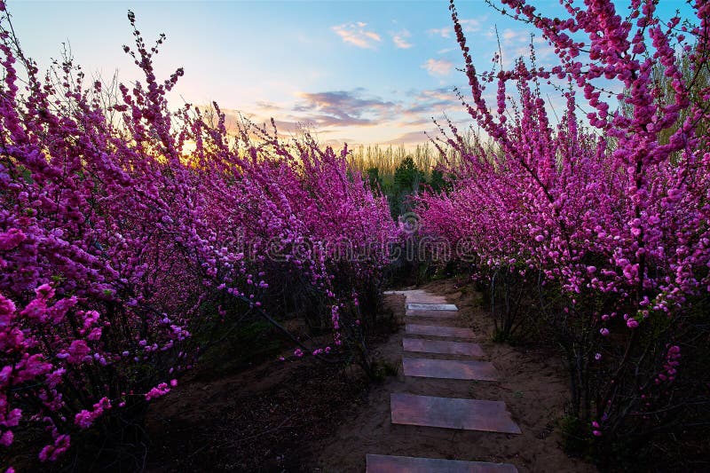 The prunus persica blooming sunset