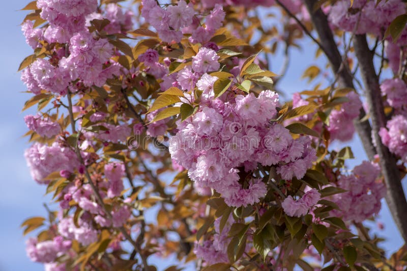 Prunus serrulata Japanese cherry tree double flower cultivation called sakura or taihaku in bloom, flowering oriental cherry