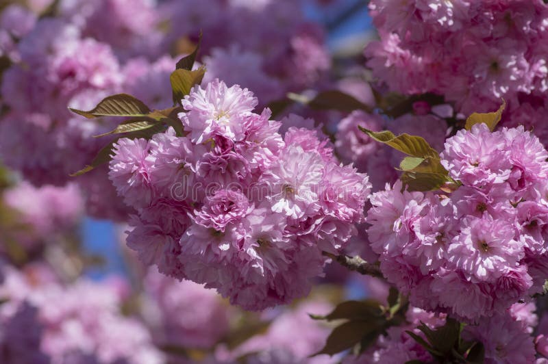 Prunus serrulata Japanese cherry tree double flower cultivation called sakura or taihaku in bloom, flowering oriental cherry