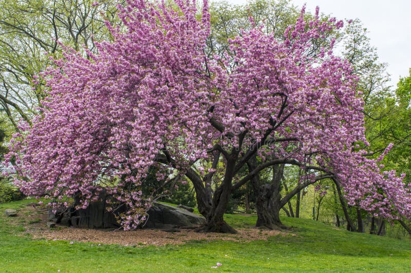 Prunus serrulata  Kanzan  - Japanese Flowering Cherry