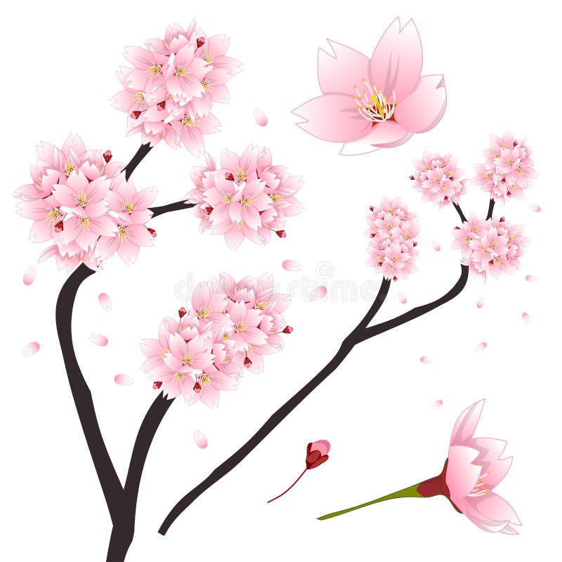 Download Prunus Serrulata - Pink Cherry Blossom, Sakura. National ...