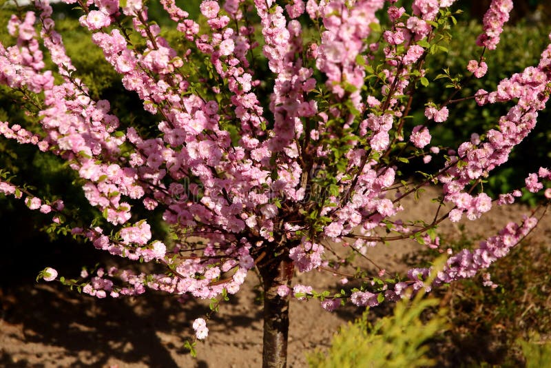 Prunus triloba is a unique tree blooming profusely in the month of April in Poland.