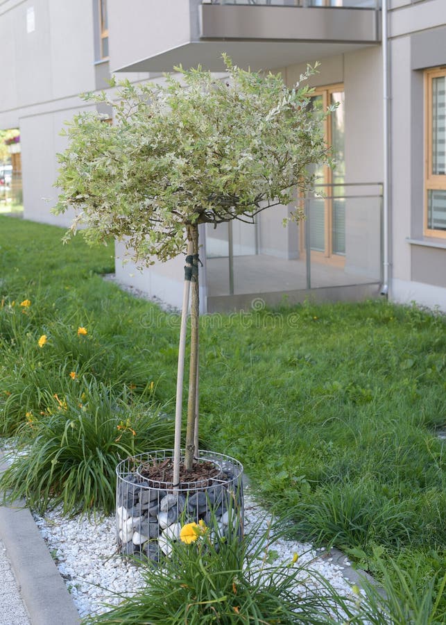 Prydnadsgåva i ett modernt gård i en lägenhetsbyggnad. arkivfoton