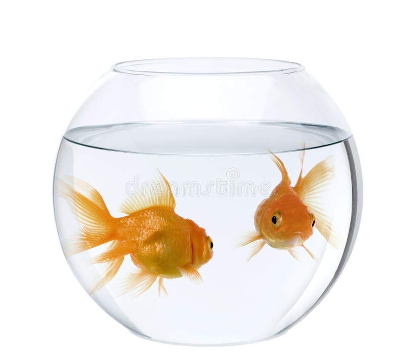 Przeciw tła pucharu ryba goldfish biel