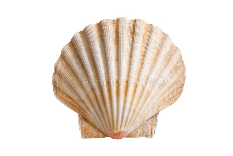 przegrzebek skorupa przegrzebek skorupa