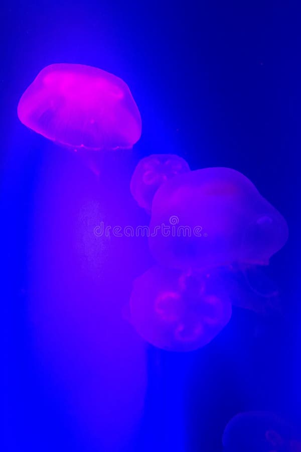 Przejrzyści różowi Jellyfish na błękitnym tle - tapetowy portret obrazy stock Przejrzyści różowi Jellyfish na błękitnym tle - tapetowy portret obrazy stock