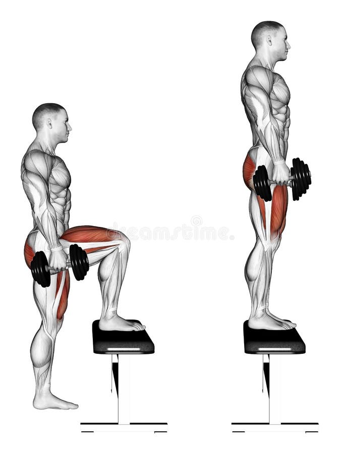 _ Przemierzać z dumbbells na ławce royalty ilustracja _ Przemierzać z dumbbells na ławce royalty ilustracja