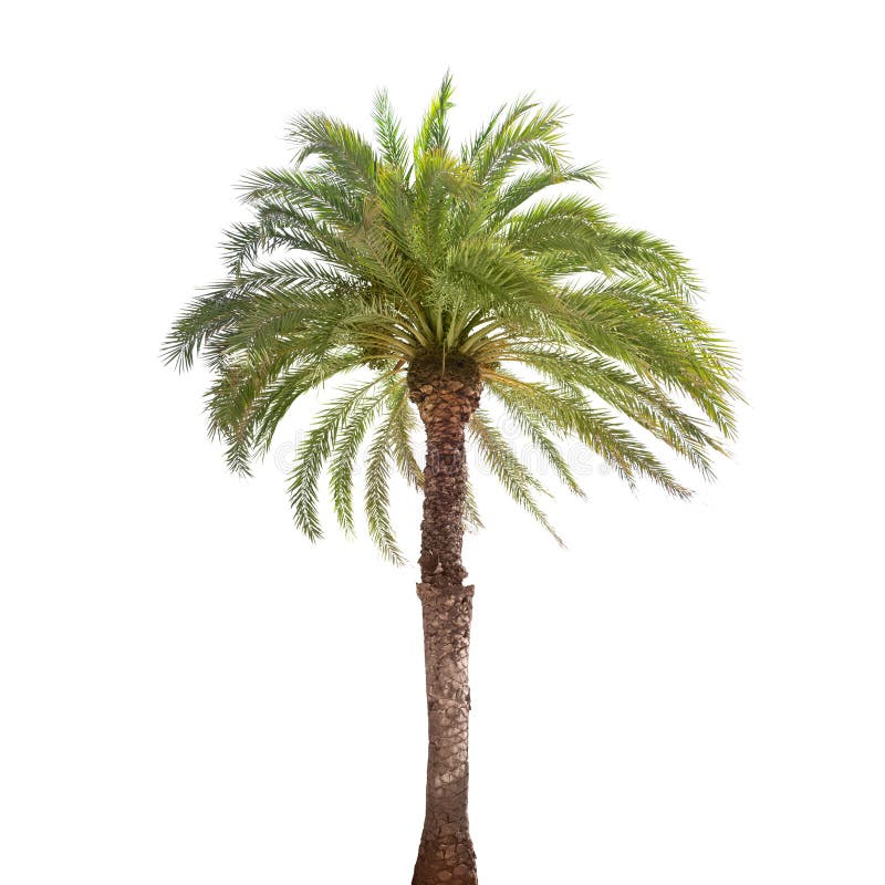 Przerzedże daktylowego drzewka palmowego odizolowywającego na bielu