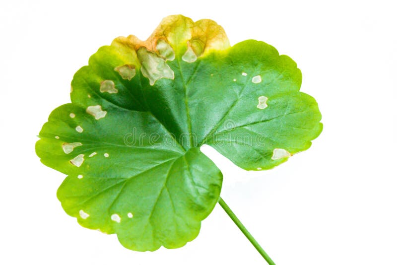 Przerzedże zielonego liść Pellargonium, bodziszek odizolowywający na białym tle zdjęcie royalty free Przerzedże zielonego liść Pellargonium, bodziszek odizolowywający na białym tle zdjęcie royalty free