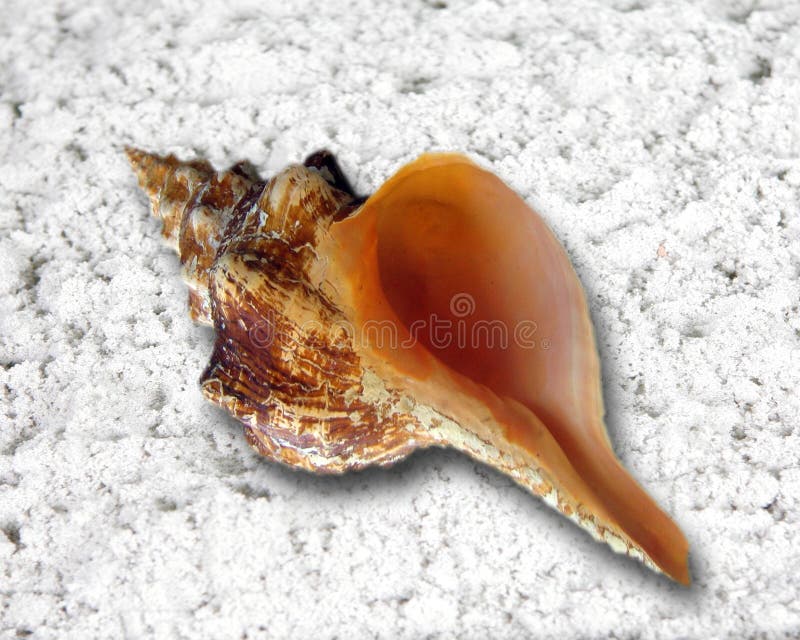 Horn Sea Shell on Sand Fantasy Background Photo Prop. Horn Sea Shell on Sand Fantasy Background Photo Prop