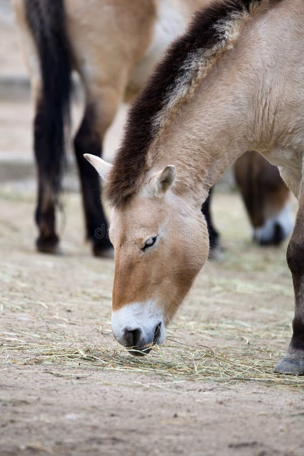 Przewalski's Horse stock photography