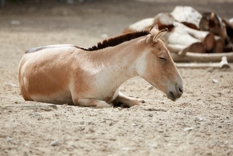 Przewalski`s horse